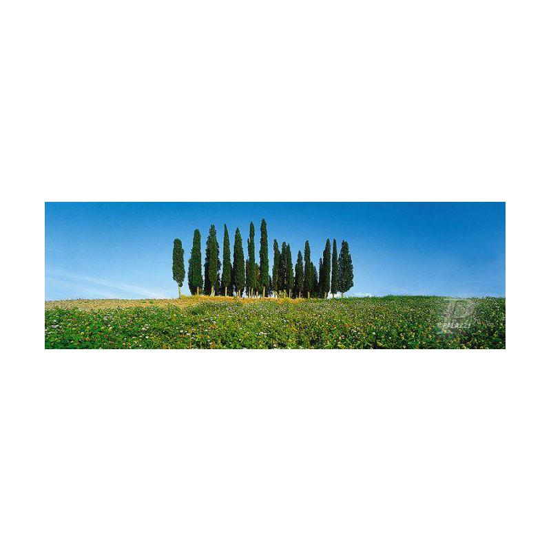 Palazzi Verlag Poster Cypress Tress Tuscany