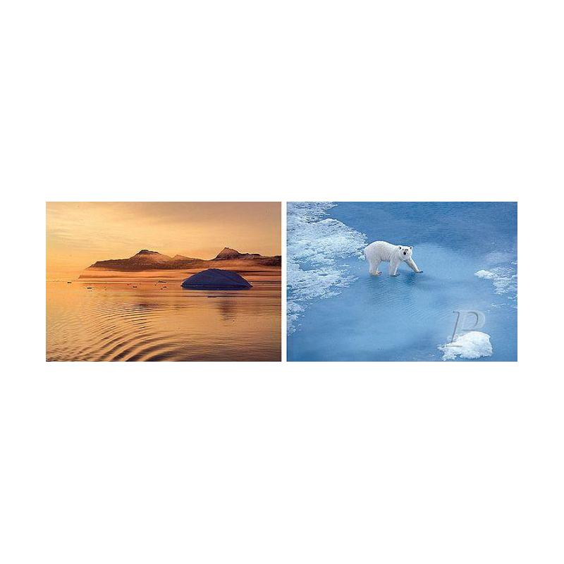 Palazzi Verlag Poster Tapet Thule Polar Bear