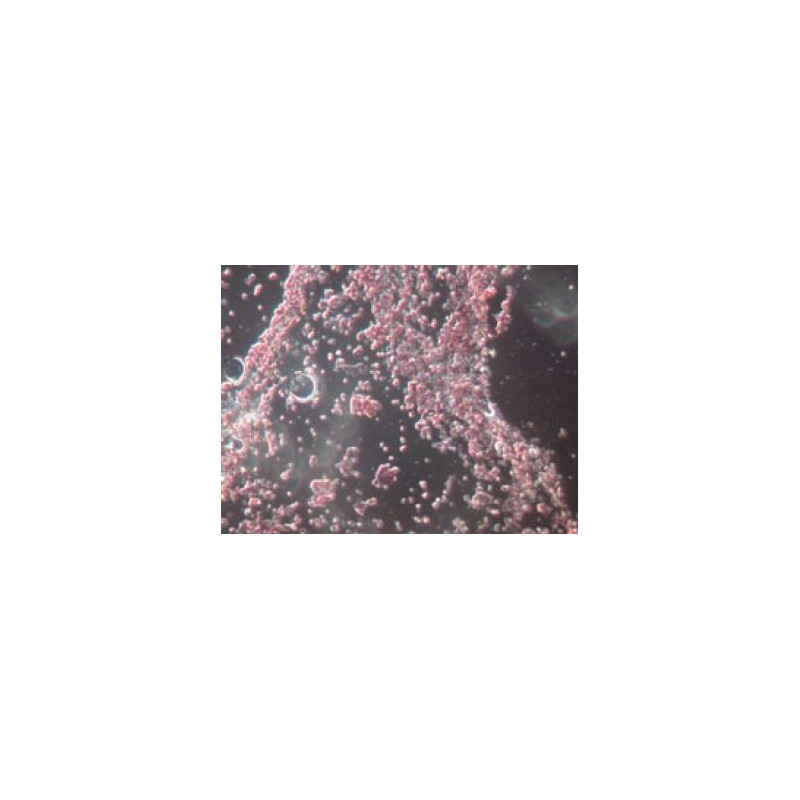 Novex Microscop BTP 86.091-DF-DFLED, trinocular