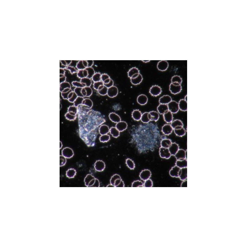 Novex Microscop BTP 86.091-DF-DFLED, trinocular