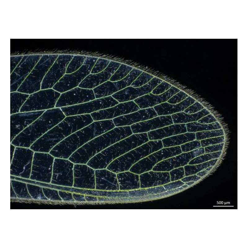 ZEISS microscopul stereoscopic zoom Stemi 305, LAB, bino, Greenough, w.d. 110 mm, 10x/23, 0.8x-4.0x