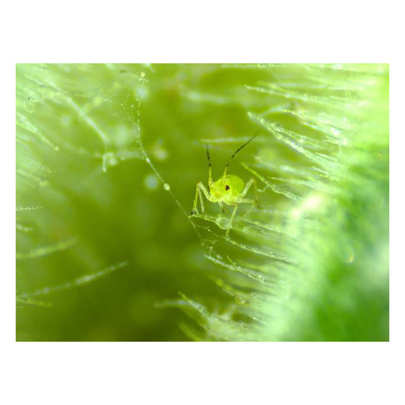 ZEISS Microscopul stereoscopic zoom Stemi 305 trino, K EDU, Greenough, w.d. 110 mm, 10x/23, 8-40x, Spot K LED