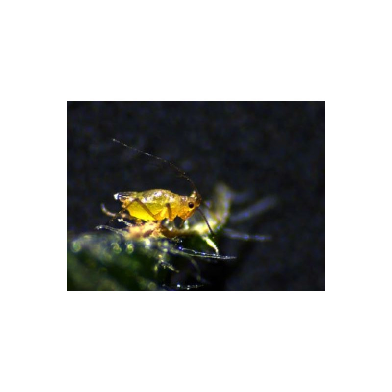 ZEISS Microscopul stereoscopic zoom Stemi 305 cam W, K EDU, binocular, Greenough, distanță de lucru 110 mm, 10x/23, 8-40x, spot K LED, 4 MP, Wi-Fi