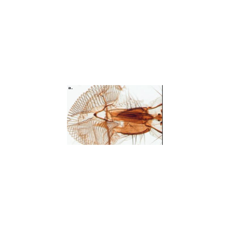 ZEISS microscopul stereoscopic zoom Microscop stereo Discovery V8 cu VisiLED si iluminare transmisa, 10x - 80x