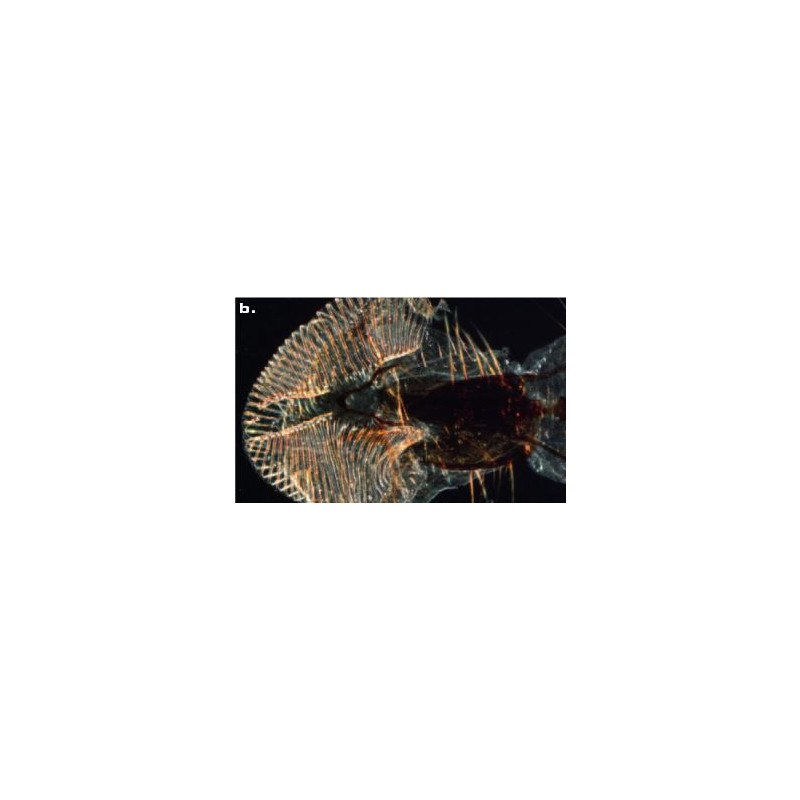 ZEISS microscopul stereoscopic zoom Microscop stereo Discovery V8 cu VisiLED si iluminare transmisa, 10x - 80x