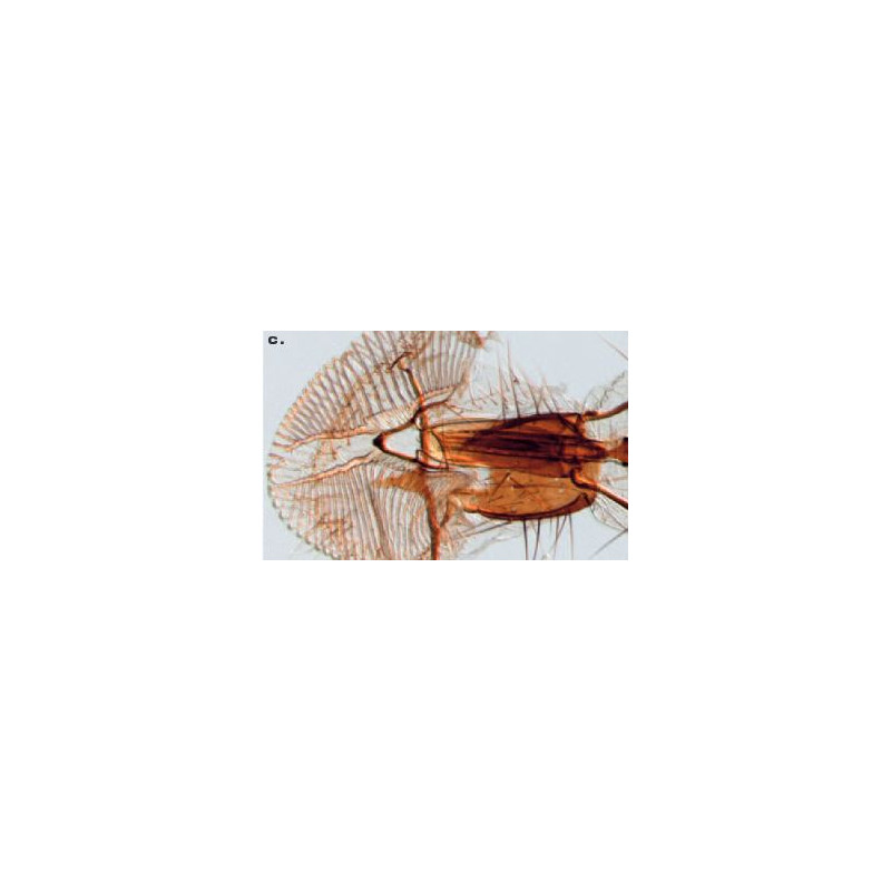 ZEISS microscopul stereoscopic zoom Microscop stereo Discovery V8 cu VisiLED si iluminare transmisa, 10x - 80x