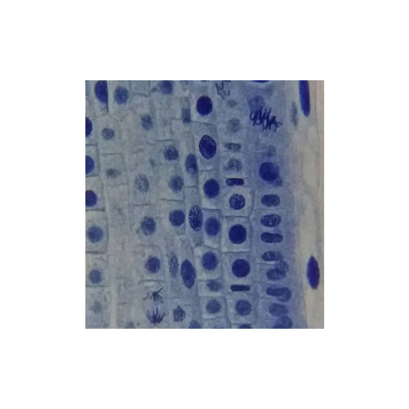 Bresser Microscop Erudit Basic, mono, 40x-400x
