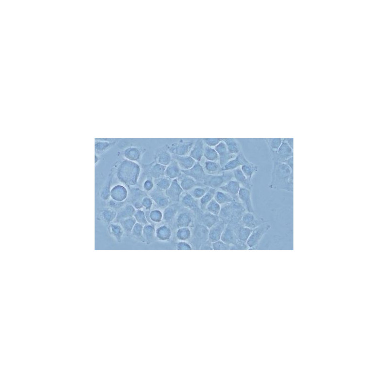 Evident Olympus Microscop CX43 Standard, trino, infinity, LED, ohne Objektive!
