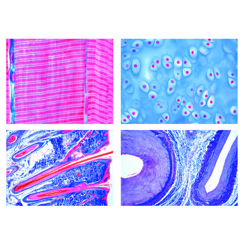 LIEDER Histologia vertebratelor (Vertebrata).  25 de preparate