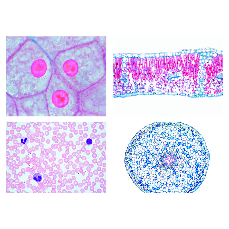 LIEDER Set 13 preparate pentru microscop, celule, tesuturi si organe