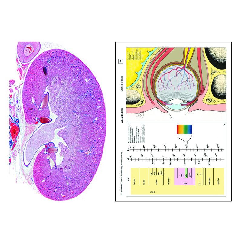 LIEDER Set Student I Suplimentar, 12 preparate pentru microscop, histologie umana si animala