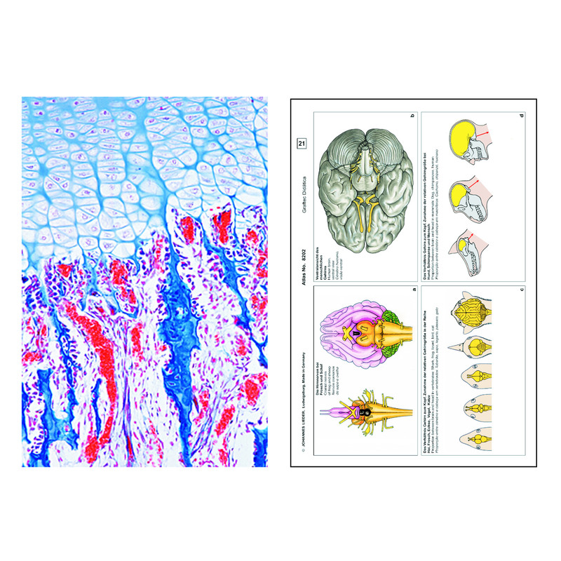 LIEDER Set Student II, 12 preparate, histologie umana si animala