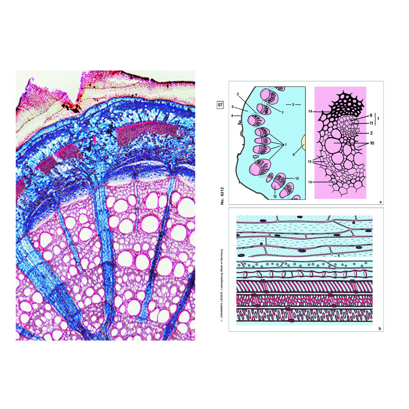 LIEDER Set student cu 6 preparate pentru microscop, celule stem fanerograme