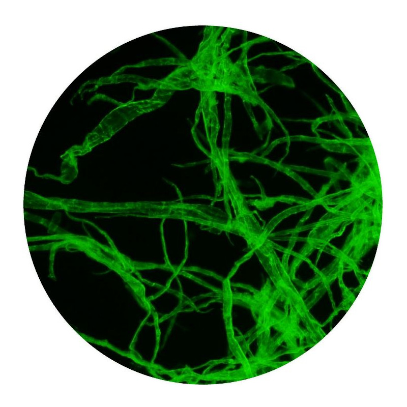 Optika Microscop B-510LD1, fluorescență, trino, 1000x, IOS, albastru