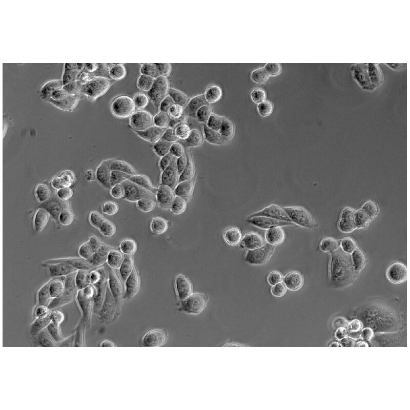 ZEISS Microscop inversat Primovert bino Ph1, 40x, 100x, Cond 0.3