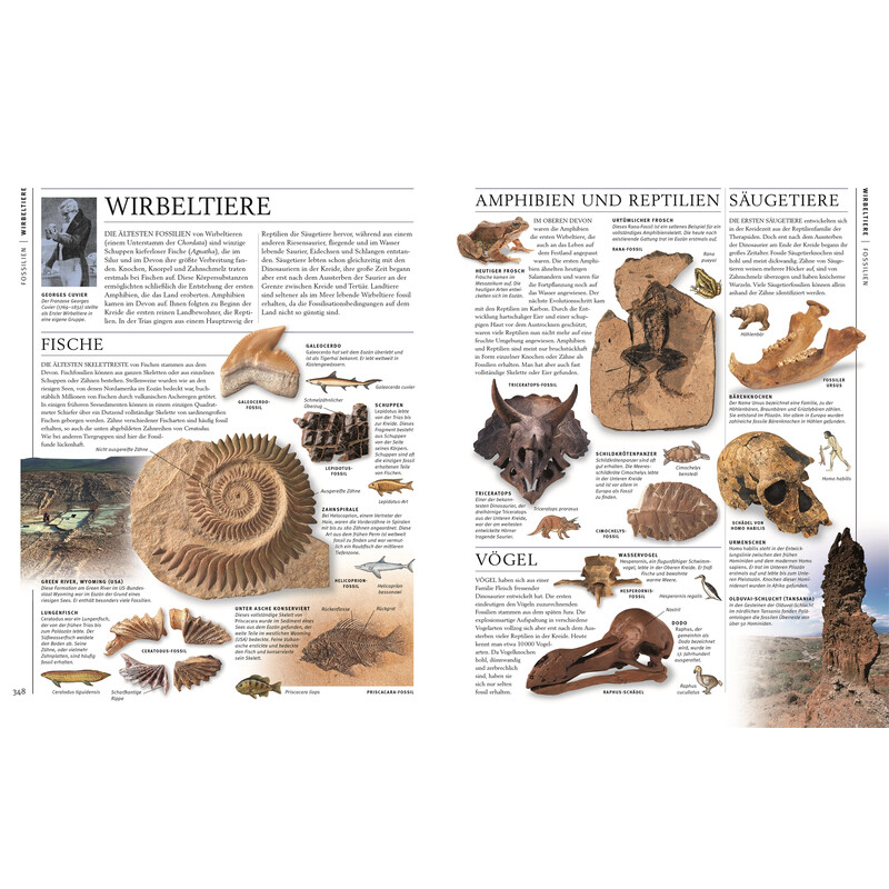 Dorling Kindersley Steiner și minerale