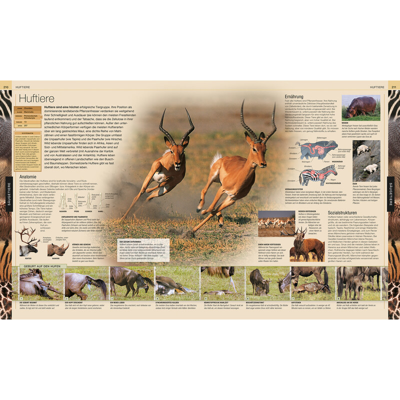 Dorling Kindersley Animale