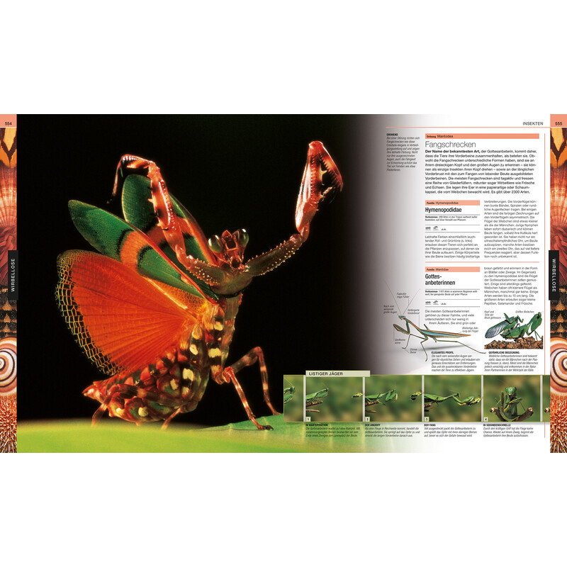 Dorling Kindersley Animale