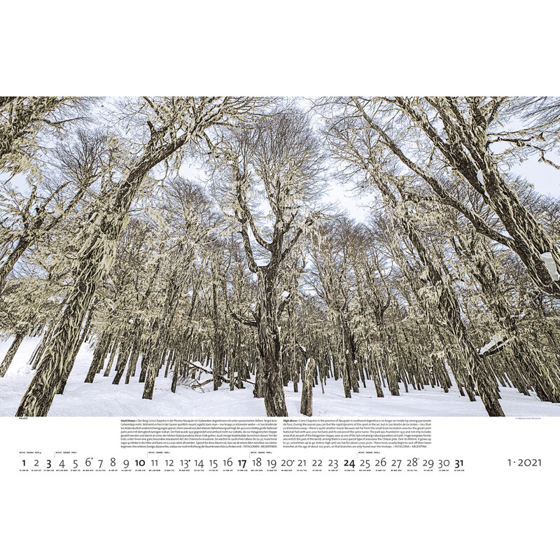 Palazzi Verlag Calendar Pădurile pământului 2021