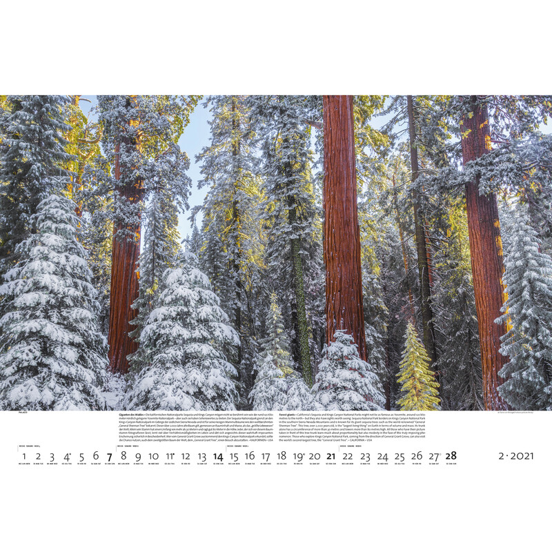Palazzi Verlag Calendar Pădurile pământului 2021