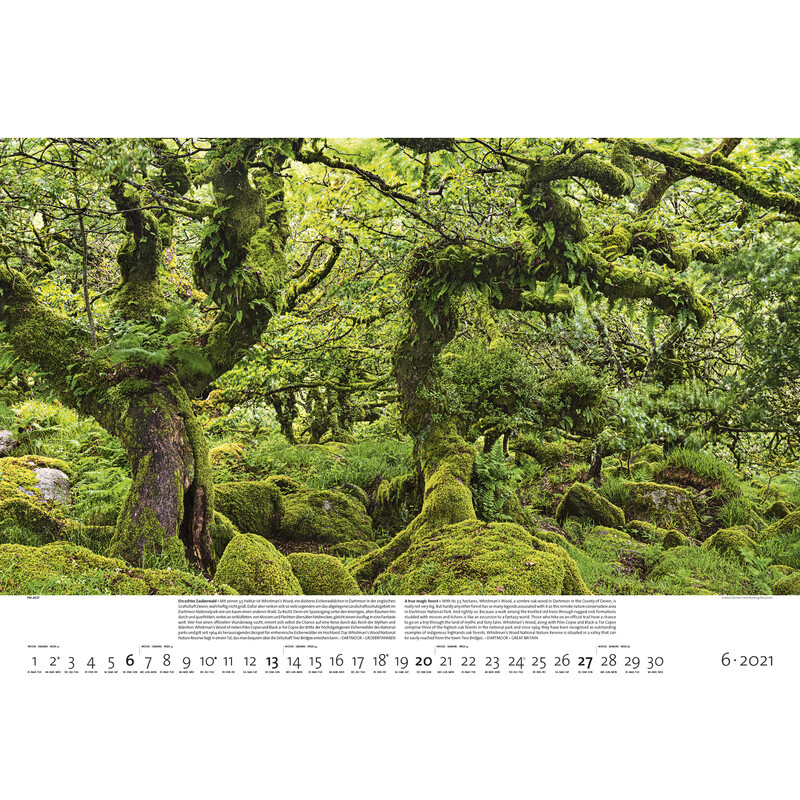 Palazzi Verlag Calendar Pădurile pământului 2021