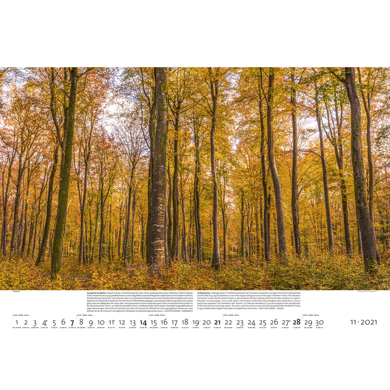 Palazzi Verlag Calendar Pădurile pământului 2021