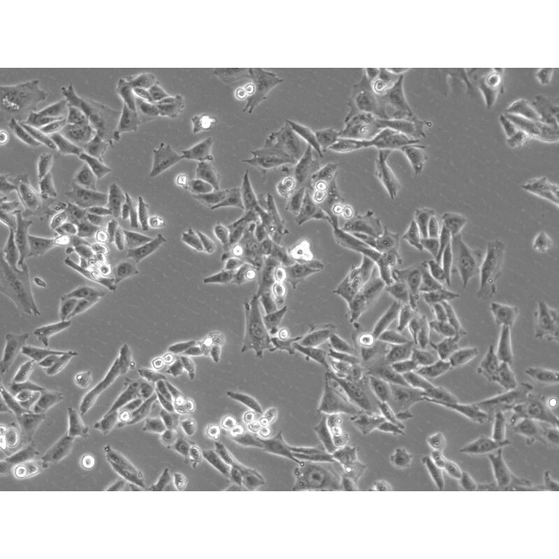 ZEISS Microscop Axiovert 5 Digital, PH, FL, 50-400x, Ph1, 0,4 NA, LED, 5 MP, color