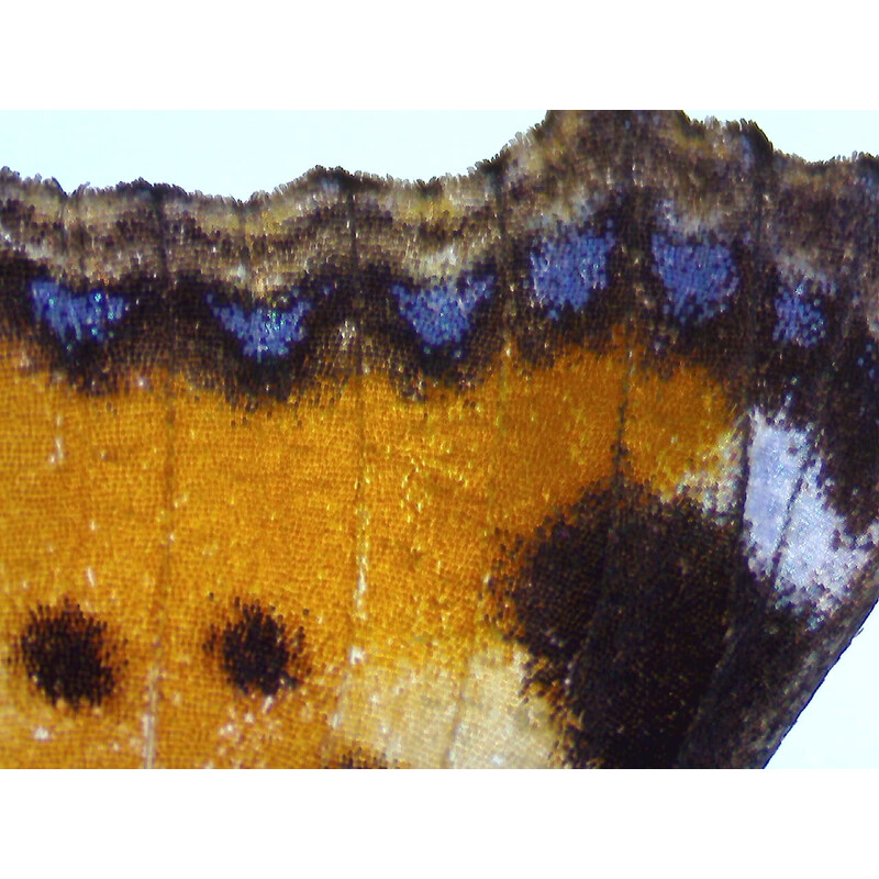 ZEISS Microscopul stereoscopic zoom Stemi 355, C Edu, trino, w.d. 110 mm, 10x/23, 5,5:1 , 7,2x-40x, AL/DL, Spot C LED