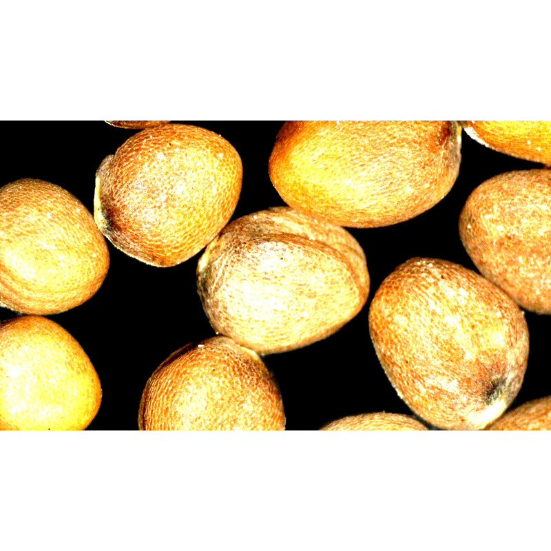 ZEISS Microscopul stereoscopic zoom Stemi 355, C Lab, trino, BF, DF, w.d. 110 mm, 10x/23, 5,5:1 , 7,2x-40x, AL/DL, Spot C LED