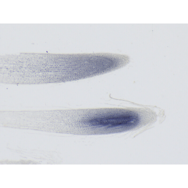 ZEISS Microscopul stereoscopic zoom Stemi 355, C Lab, trino, BF, DF, w.d. 110 mm, 10x/23, 5,5:1 , 7,2x-40x, AL/DL, Spot C LED