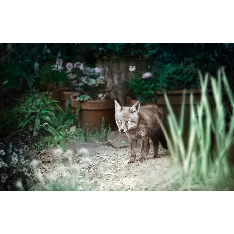 ZEISS Cameră  viata sălbătică Secacam 1